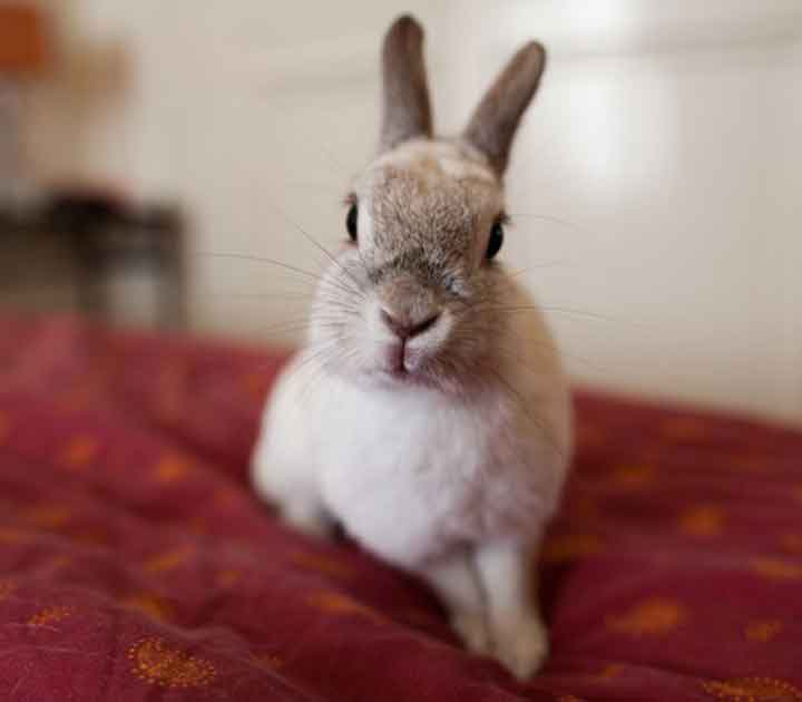 Pet Rabbit on Red Blanket
