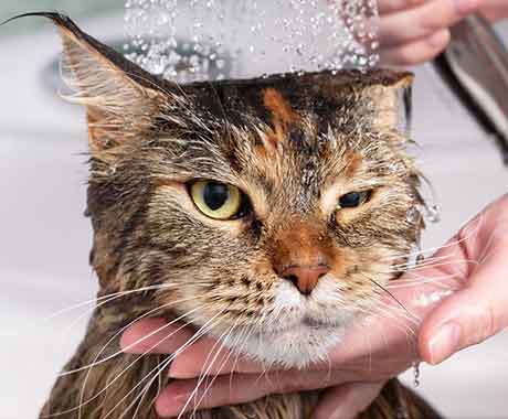 Pet Grooming Bath Cat