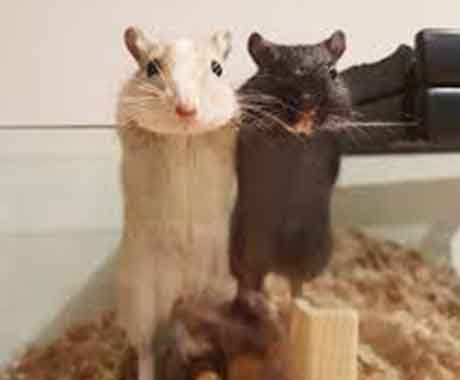 Two Mice Hanging on Side of glass cage