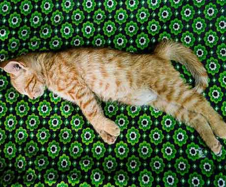 Cat Sleeping on Green Blanket