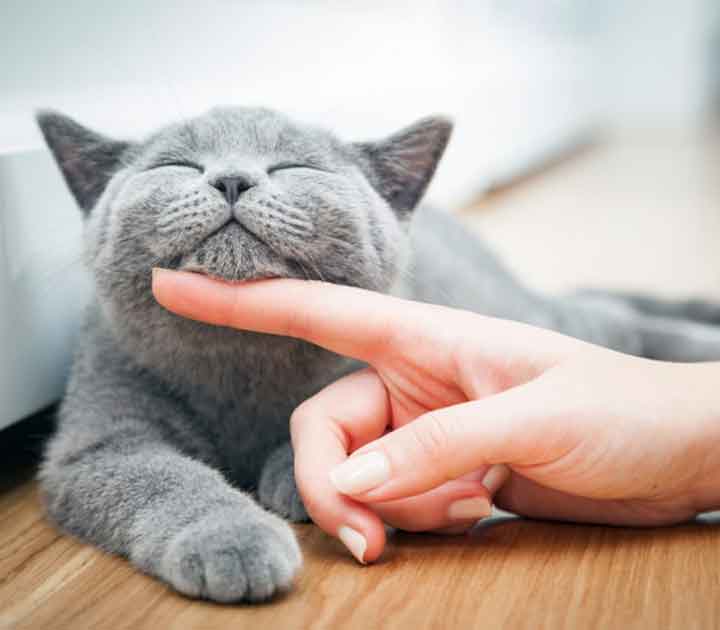 Cat Getting A Chin Rub