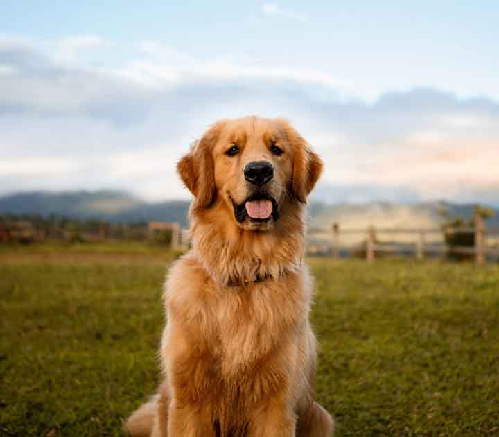 Dog in Grass Golden