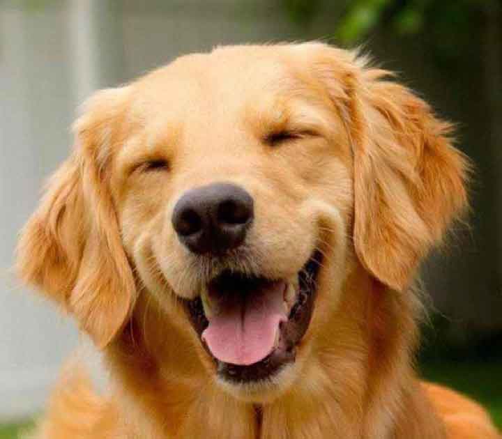 Smiling Golden Dog