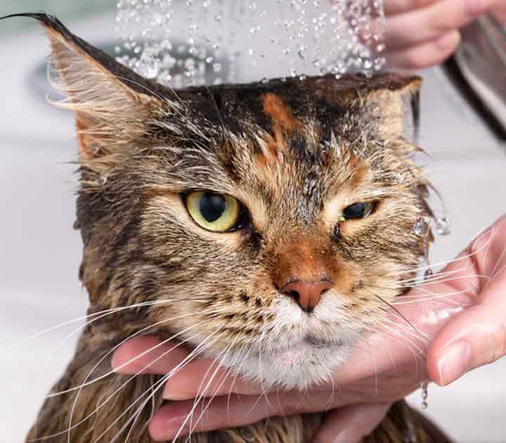 Cat Getting A Bath