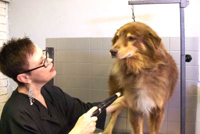 Dog Getting Groomed