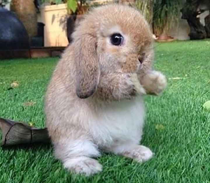 Pet rabbit on green grass