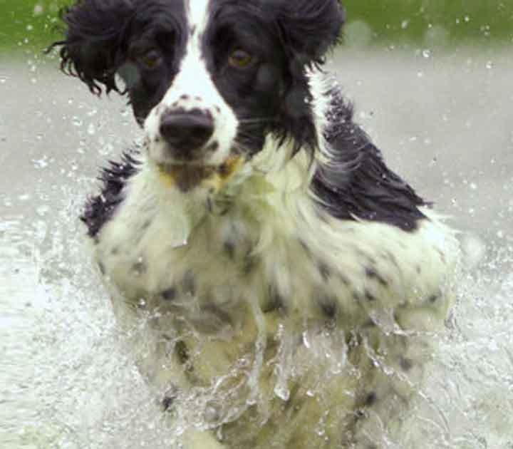 Dog Running Through Water