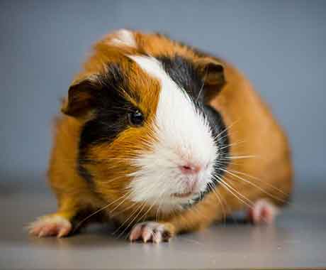 Pet Guinea Pig on Table