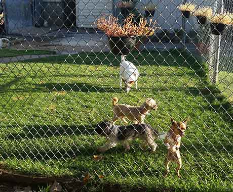 Kennel Yard Play Area With Dogs
