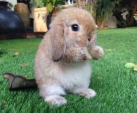 Pet Rabbit on Grass