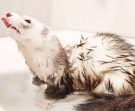 Pet Ferret Grooming Bath