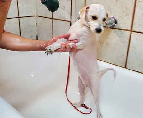 Pet Grooming Bath White Dog