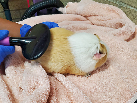 Pet Guinea Pig Grooming CLient