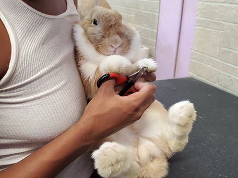 Pet Rabbit Grooming CLient