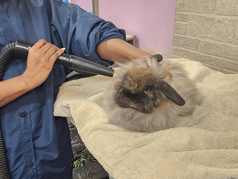 Pet Rabbit Grooming CLient