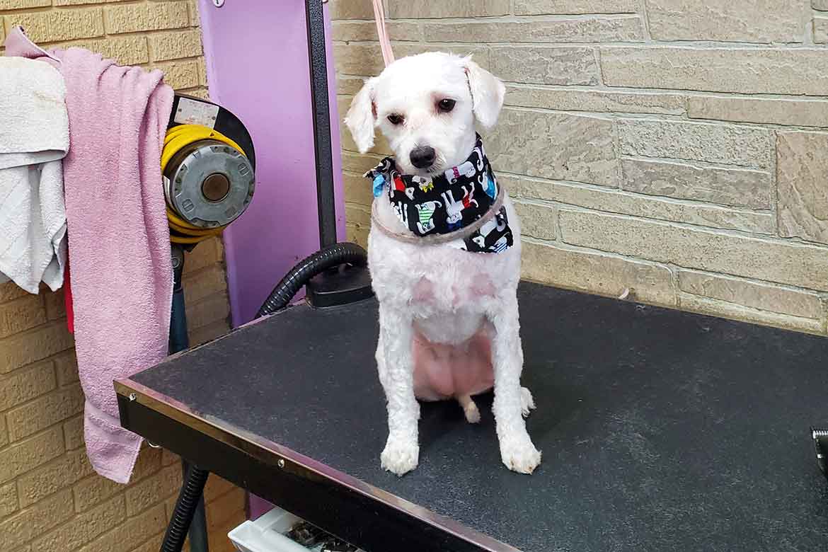 Express Grooming White Dog After