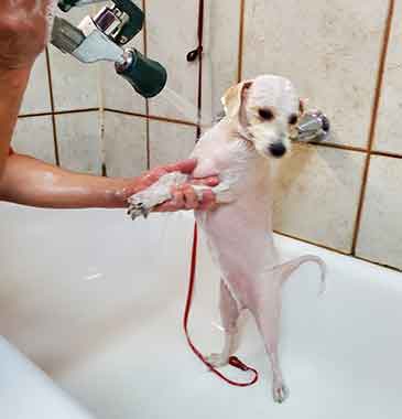 White dog Getting Bath